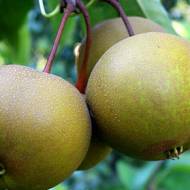 Саженец груша Коко Суи Азиатская